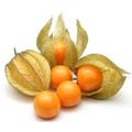 Physalis-Embalagem-100g.jpg-Principal