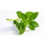 Manjericao-Verde-Organico-Dei-Falci-Bandeja-Principal