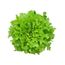 Alface-Green-Frizzly-Hidroponico-Tanaka-Unidade-Principal