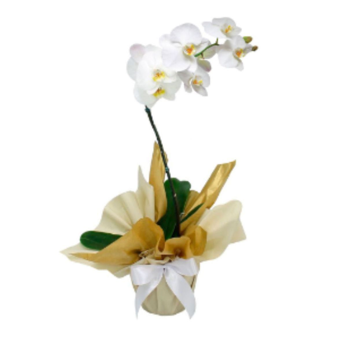 Flor-Orquidea-Phalaenopsis-Cascata-p12-Frente