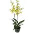 Flor-Orquidea-Oncidium-Aloha-Pt12-Frente