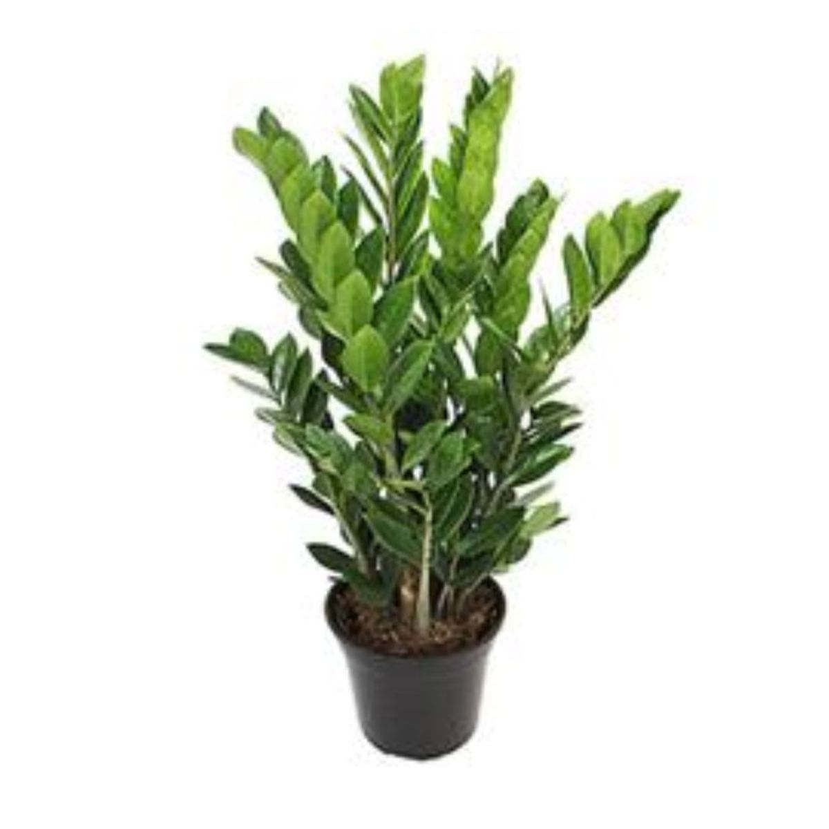 Zamioculcas-Pote-24-Principal