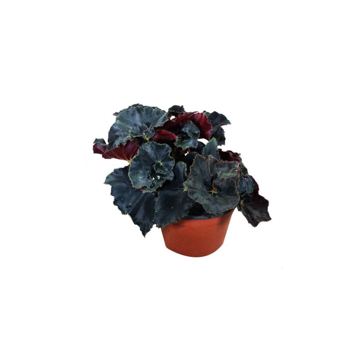 Begonia-Dark-Mambo-Pote-11-Principal