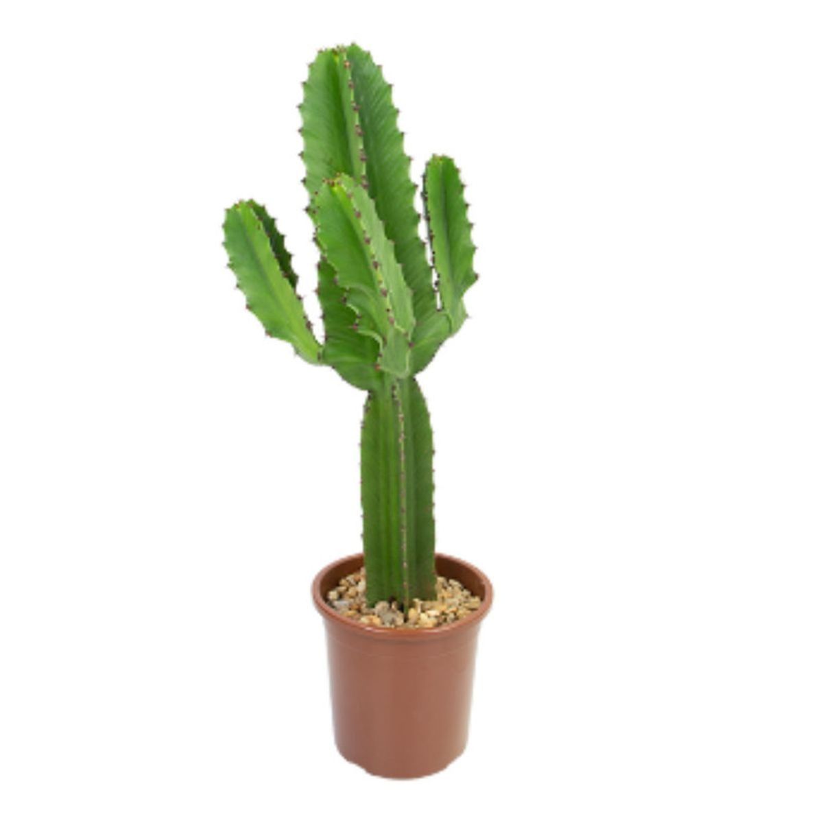 Cactus-Euphorbia-Mandacaru-Mini--Frente