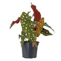 Begonia-Maculata-P13-1-Vaso.jpg-Principal