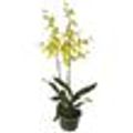 Orquidea-Chuva-de-Ouro-Pote-14