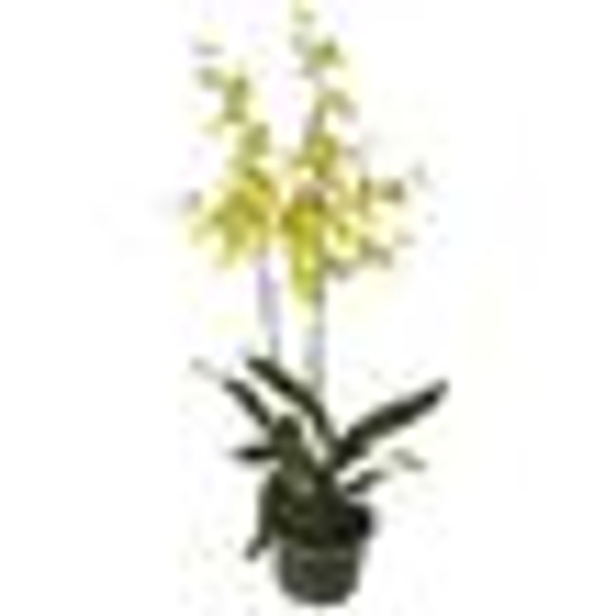 Orquidea-Chuva-de-Ouro-Pote-14