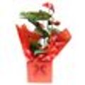 Anthurium-Presente-Pote-17