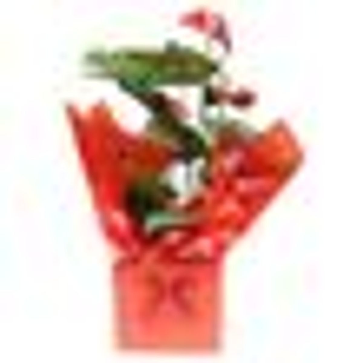 Anthurium-Presente-Pote-17