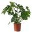 Monstera-Deliciosa-Pote-16