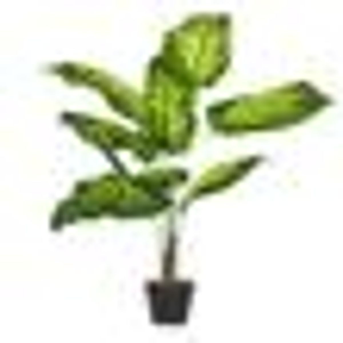 Dieffenbachia-Pote-15-Variado