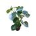 Suculenta-Peperomia-Raidrop-Pote-14