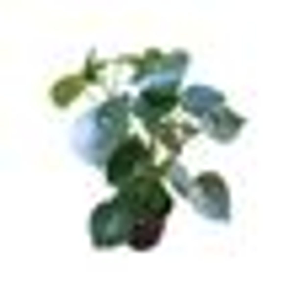 Suculenta-Peperomia-Raidrop-Pote-14