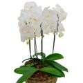 phalaenopsis-p36-tina-2-plantas-decorado-1.jpg