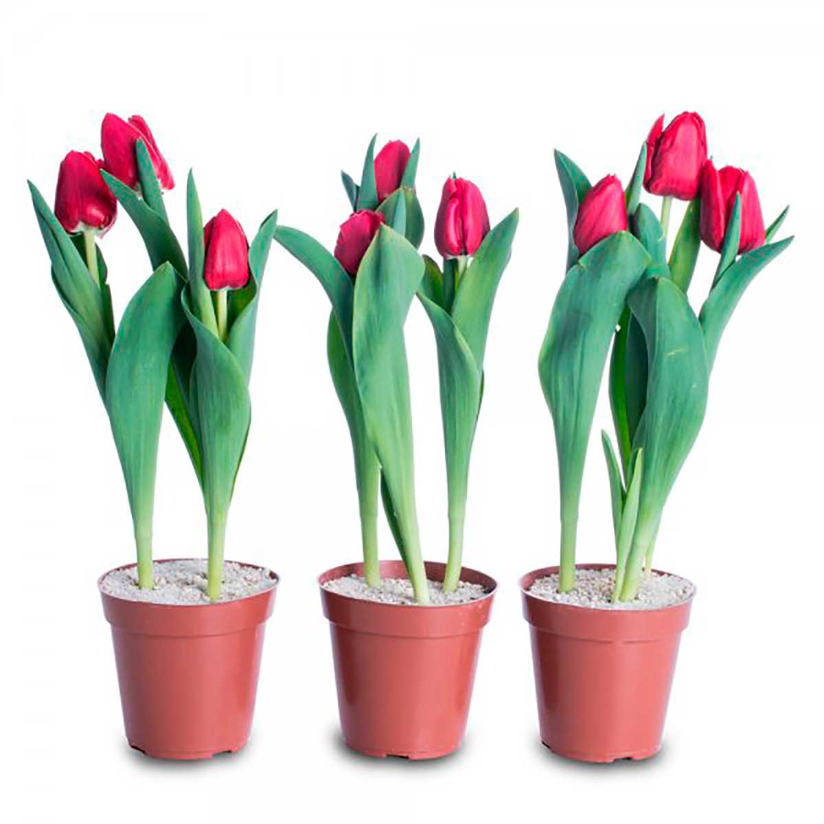 tulipa-p12-vermelho-1.jpg