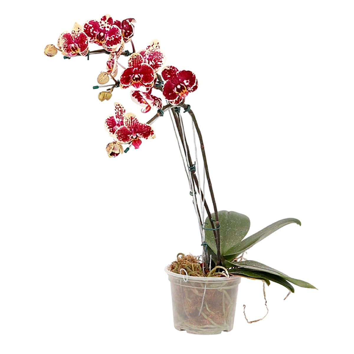 phalaenopsis-cascata-pt15-min-5-fls-1.jpg