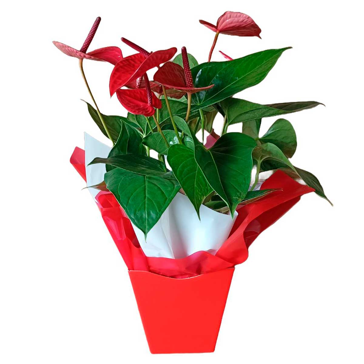 arranjo-anthurium-pt-15-manaka-1.jpg