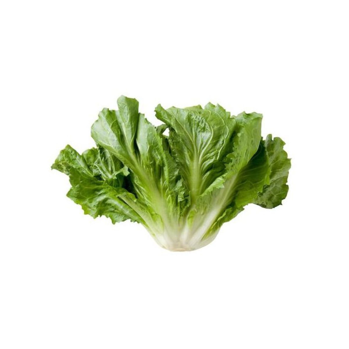 5229278_1