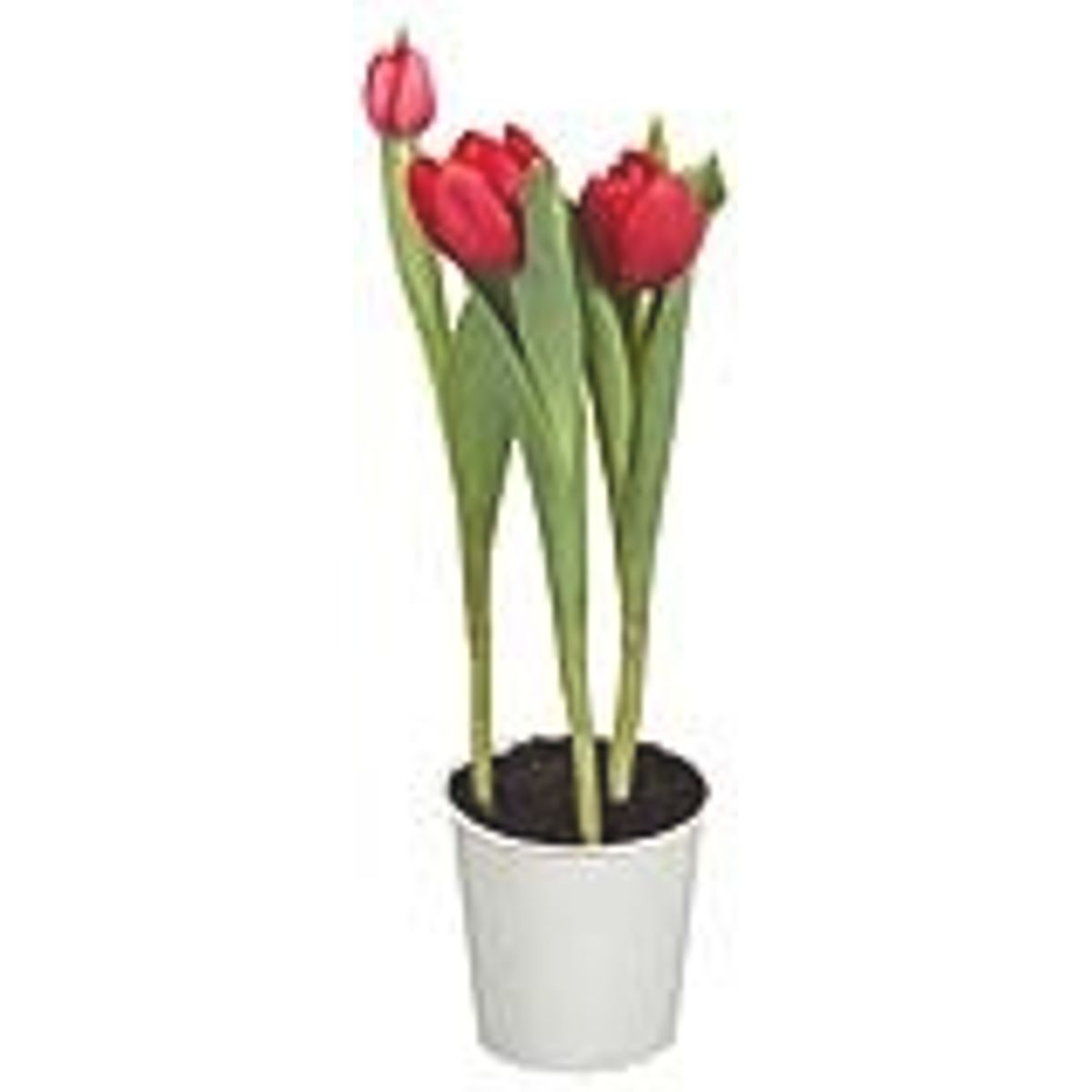 flor-tulipa-variadas-cooperativa-veiling-holambra-1.jpg