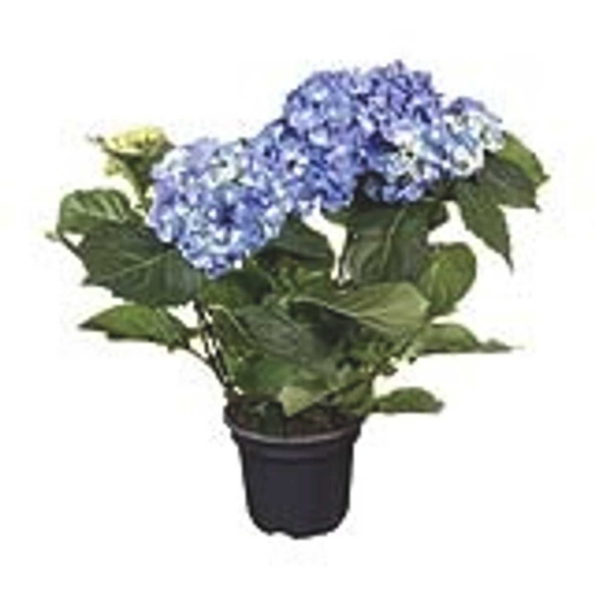 flor-hortensia-variadas-cooperativa-veiling-holambra-1.jpg