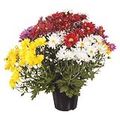flor-crisantemo-variadas-cooperativa-veiling-holambra-1.jpg