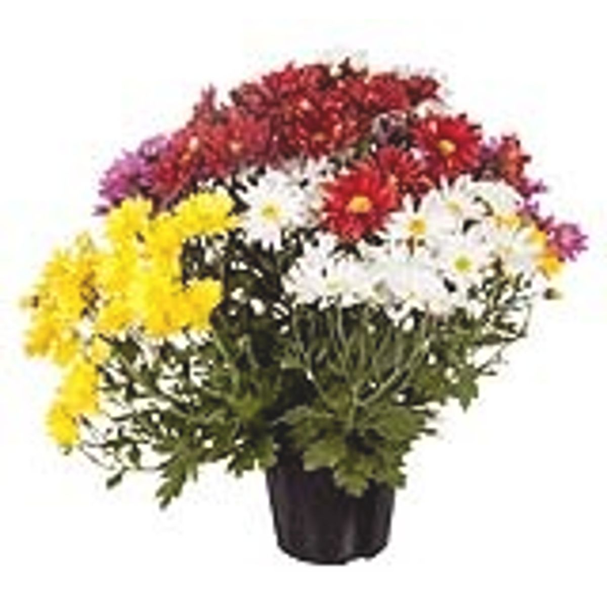 flor-crisantemo-variadas-cooperativa-veiling-holambra-1.jpg