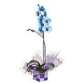 flor-orquidea-azul-cooperativa-veiling-holambra-1.jpg