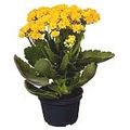 flor-kalanchoe-dobrado-veiling-holambra-1.jpg