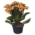 flor-kalanchoe-dobrado-veiling-holambra-2.jpg