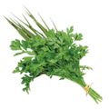 salsa-cheiro-verde-organico-hig-caisp-90-g-1.jpg