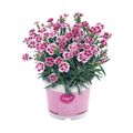 dianthus-pink-kisses-p11-1.jpg