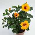 hibisqs-petit-pt13-laranja-1.jpg