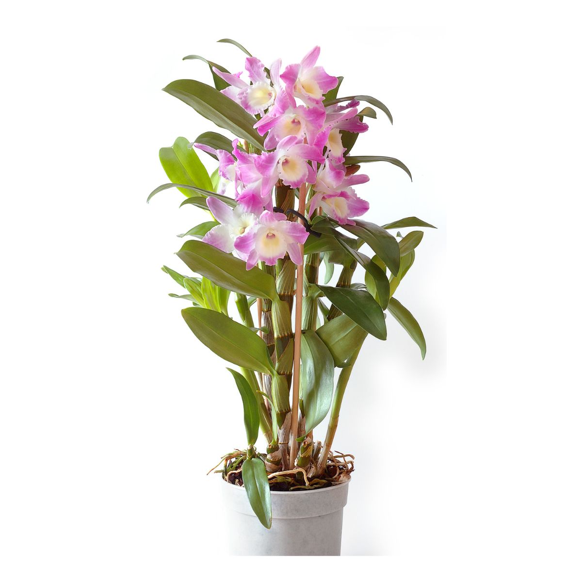 orquidea-denphalaen-p13-1.jpg