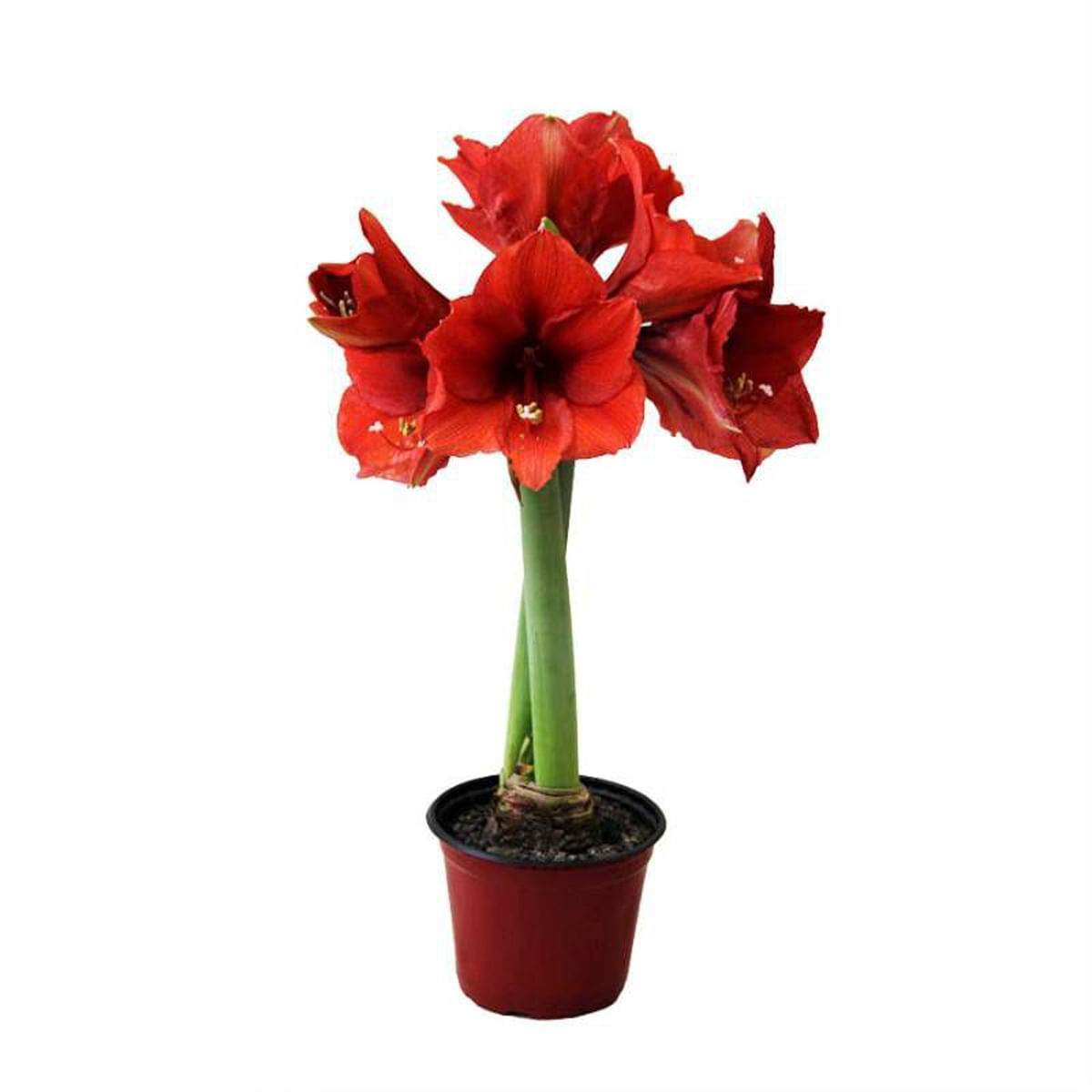 flor-amarilis-p14-1.jpg