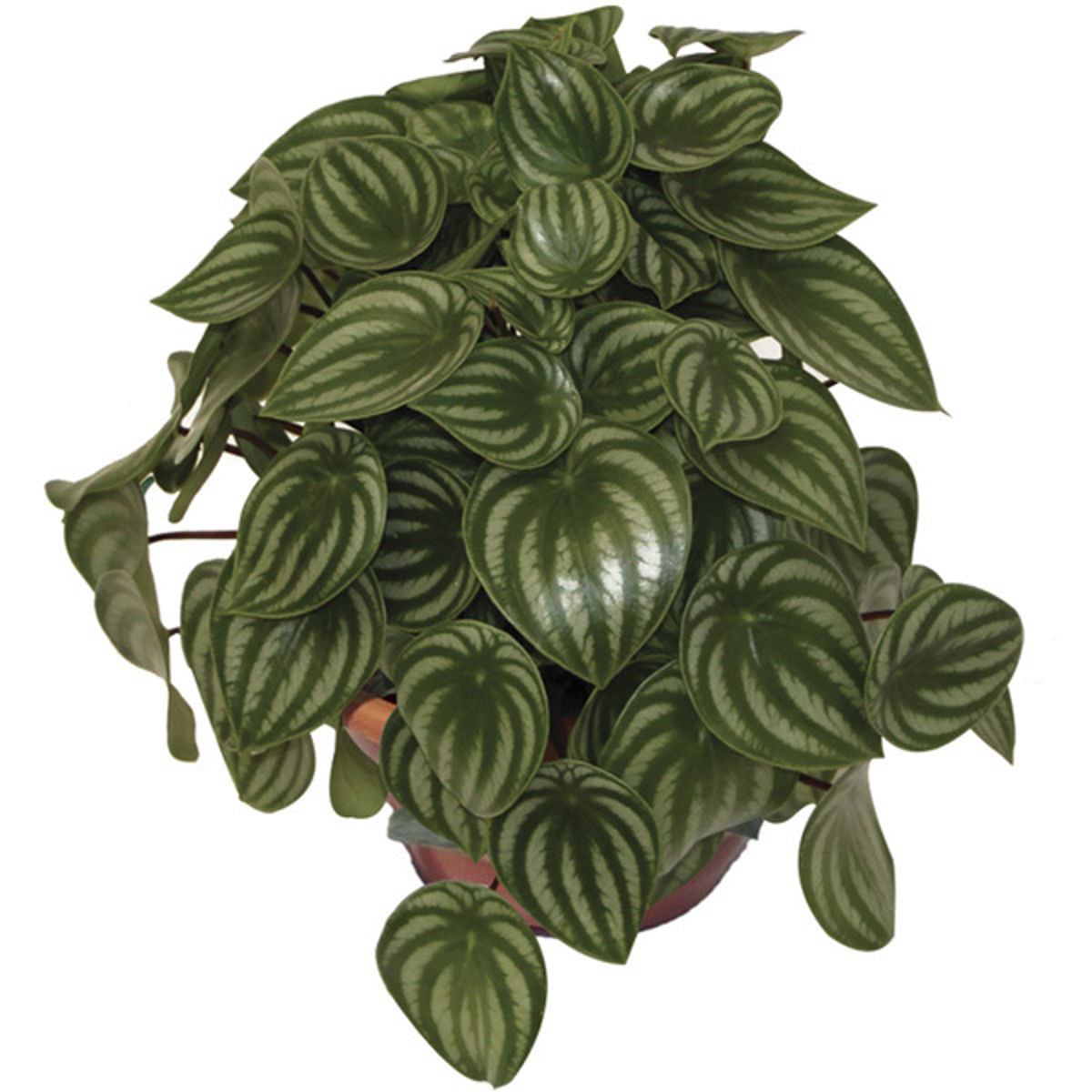 peperomia-melancia-cuia-21-cm-1.jpg