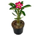 rosa-do-deserto-com-flor-pote-11-cm-1.jpg