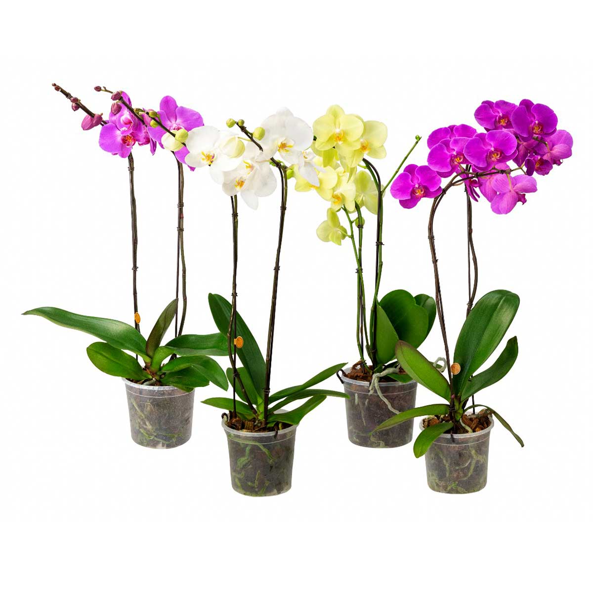 orquidea-phalaenopsis-veiling-holambra-vaso-15cm---cores-variadas-1.jpg