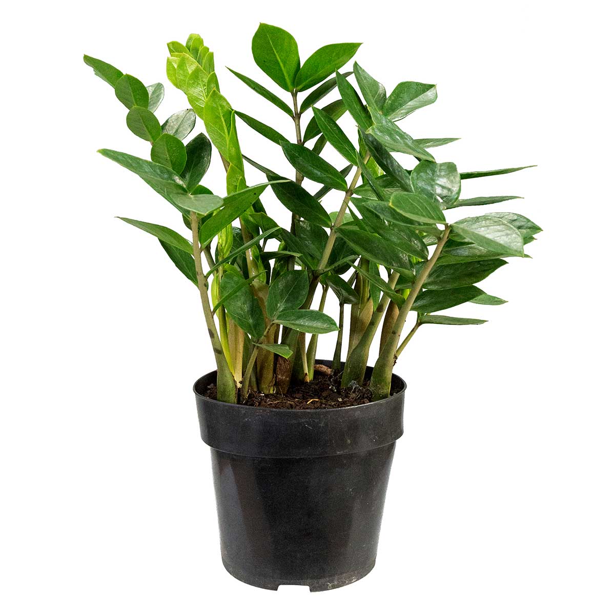 planta-zamioculcas-ornamental-veiling-holambra-vaso-17cm-1.jpg