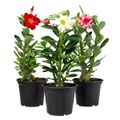 flor-rosa-do-deserto-veiling-holambra-vaso-15cm---cores-variadas-1.jpg