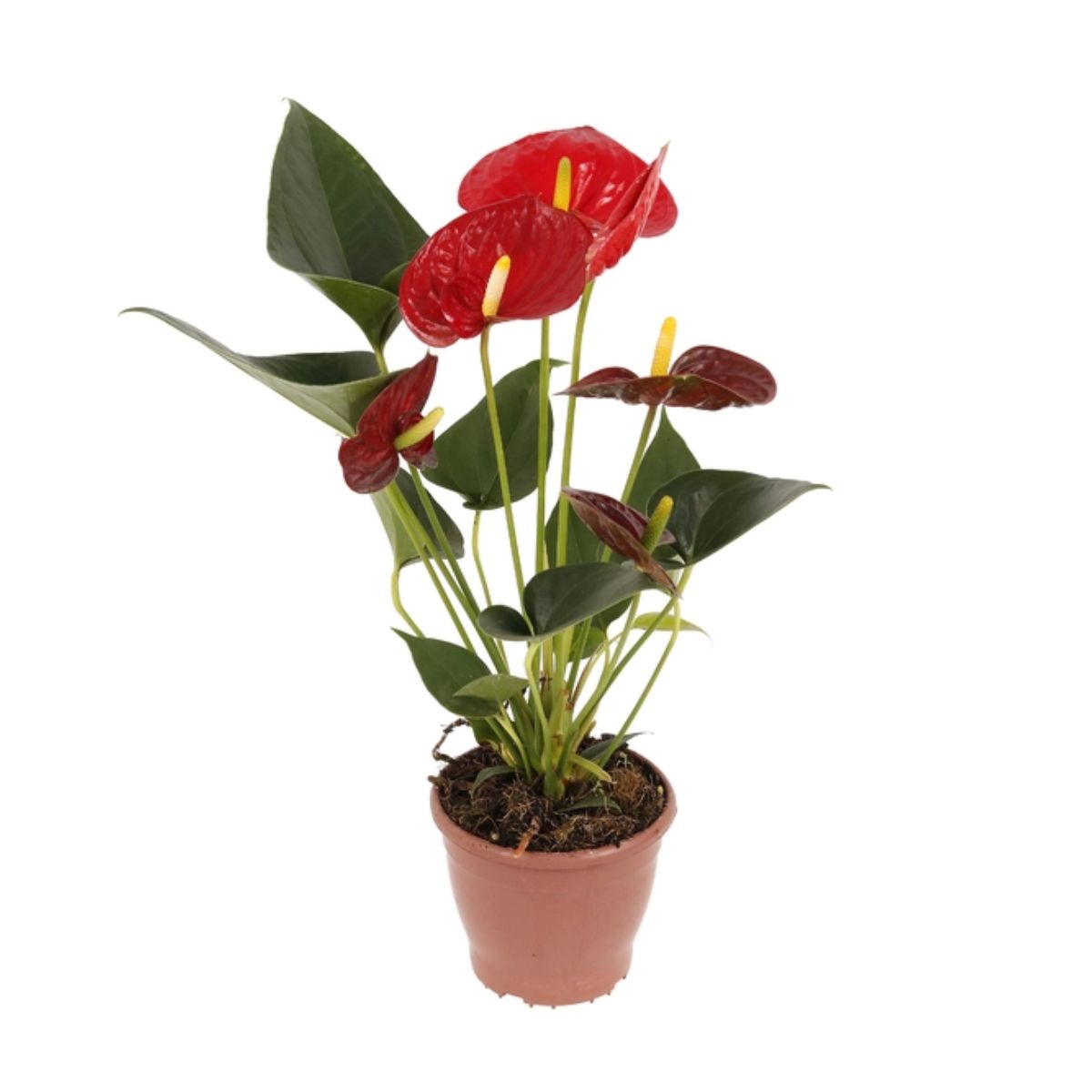 flor-anthurium-dakota-pt-17-1.jpg