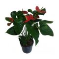 anthurium-mini-million-flowers-p09-1.jpg