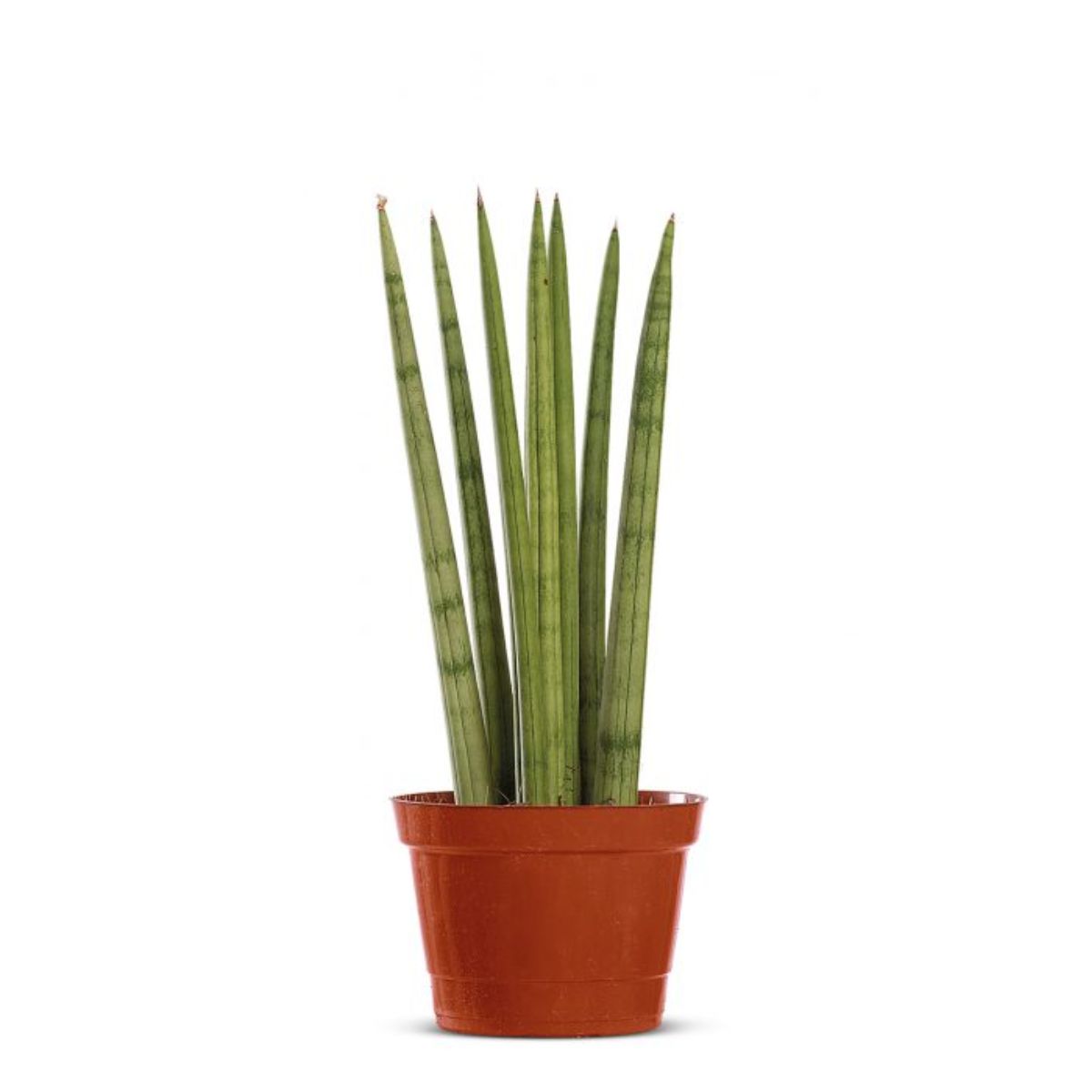 sanseveria-new-way-pt12-1.jpg