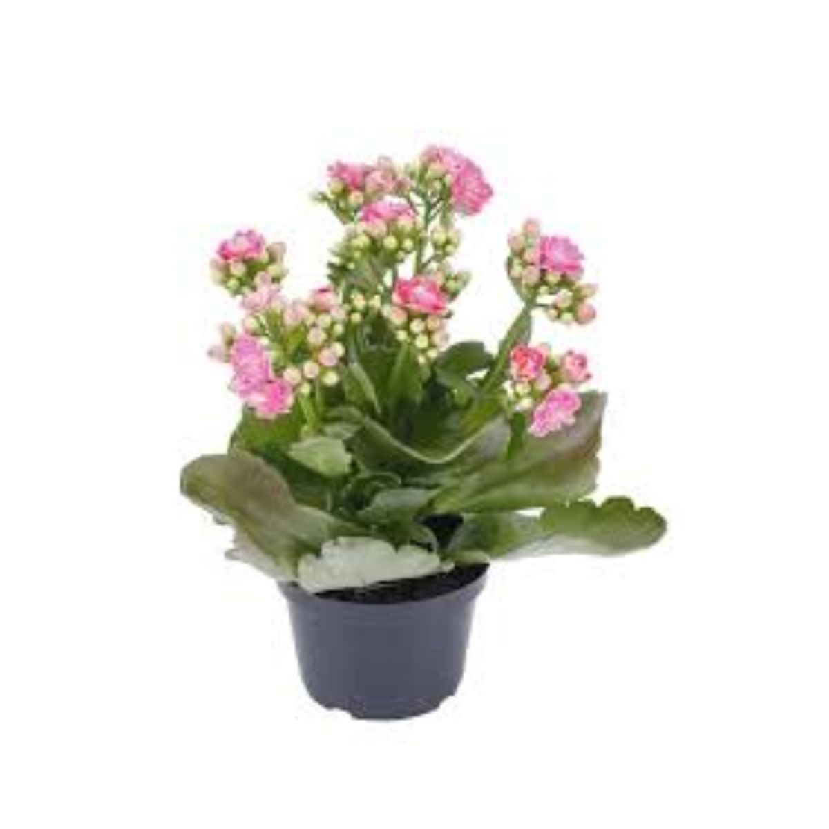 arranjo-de-flores-kalanchoe-dobrado-paixoes-pote-11-1.jpg