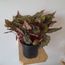 begonia-baleaf-1.jpg