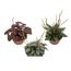 planta-peperomia-mini-variado-c13-1.jpg