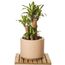 arbusto-dracena-massageana-30cm-1.jpg