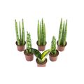 sanseveria-mini-mix-pote-06-1.jpg