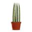 sanseveria-straight-pote-10-1.jpg