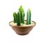 cactus-euphorbia-mandacaru-c32-1.jpg