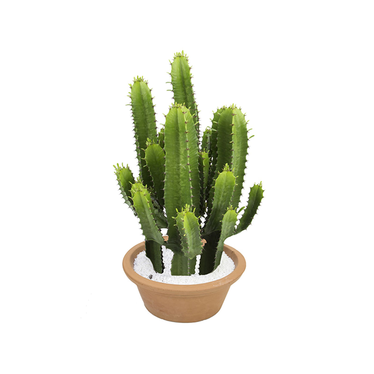 cactus-euphorbia-mandacaru-variado-c32-1.jpg